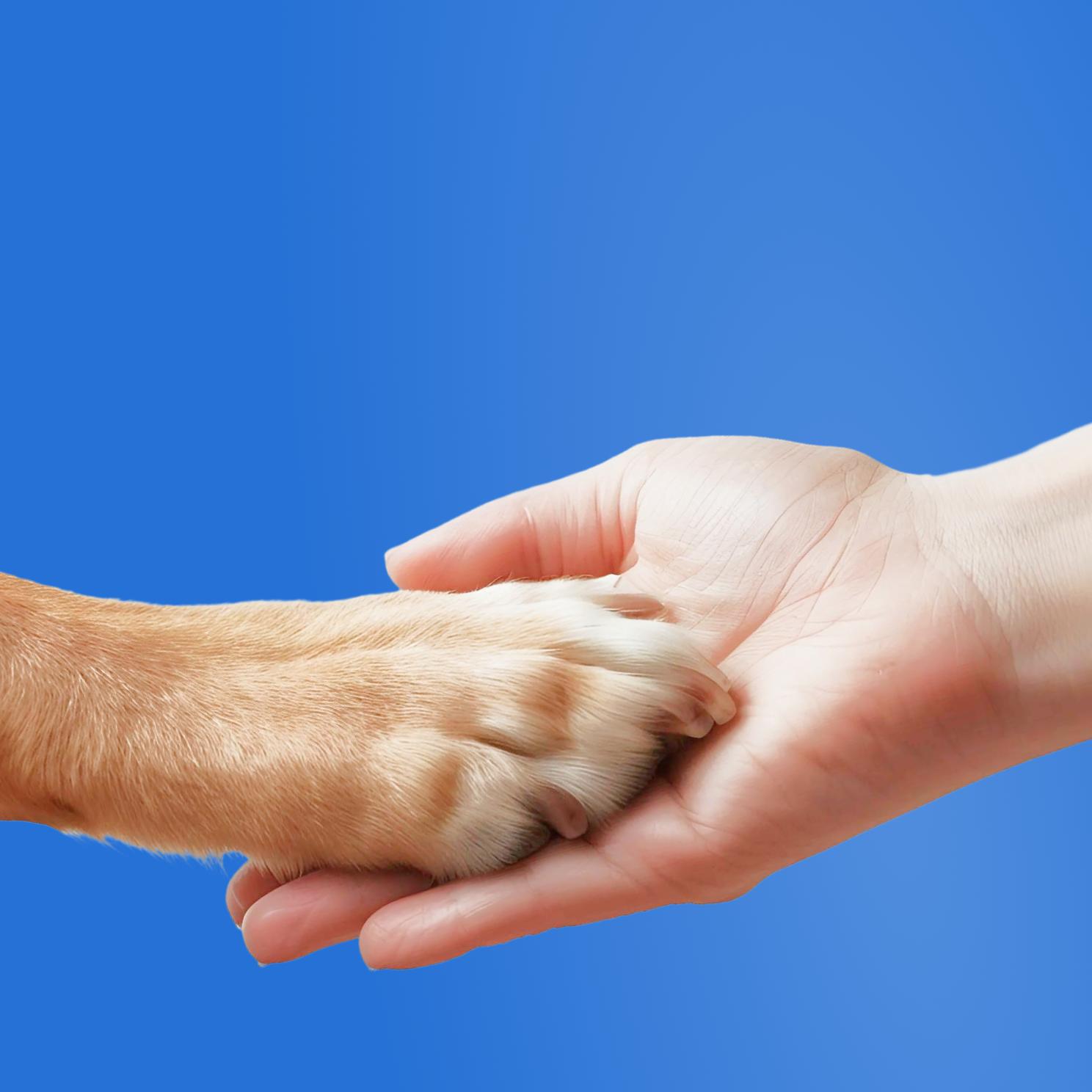 Обложка кейса «Аникура»